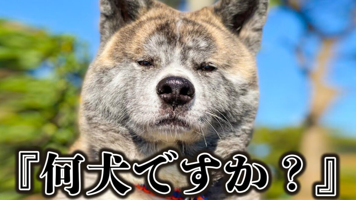 虎毛秋田犬は珍しい？お散歩中の珍質問【秋田犬】【大型犬】【akita dog】