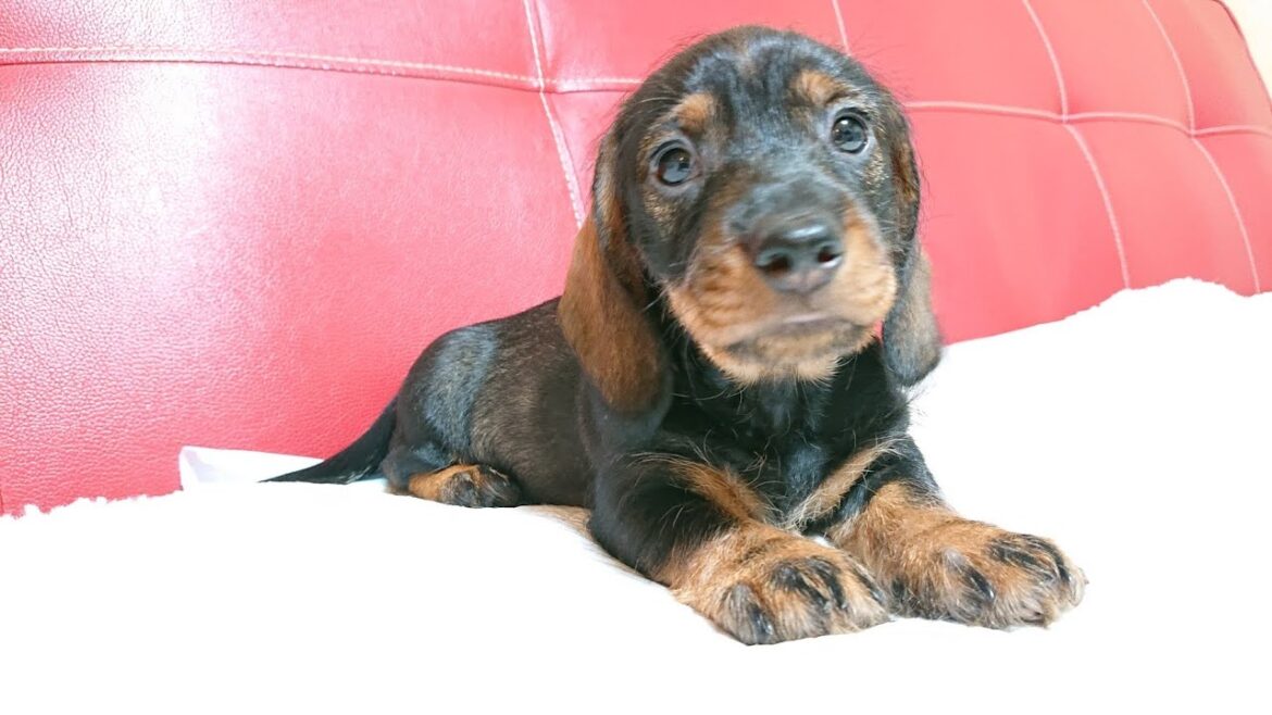 2021年05月08日生まれ Mワイアーヘアードダックスフンド ワイルドボア 男の子01