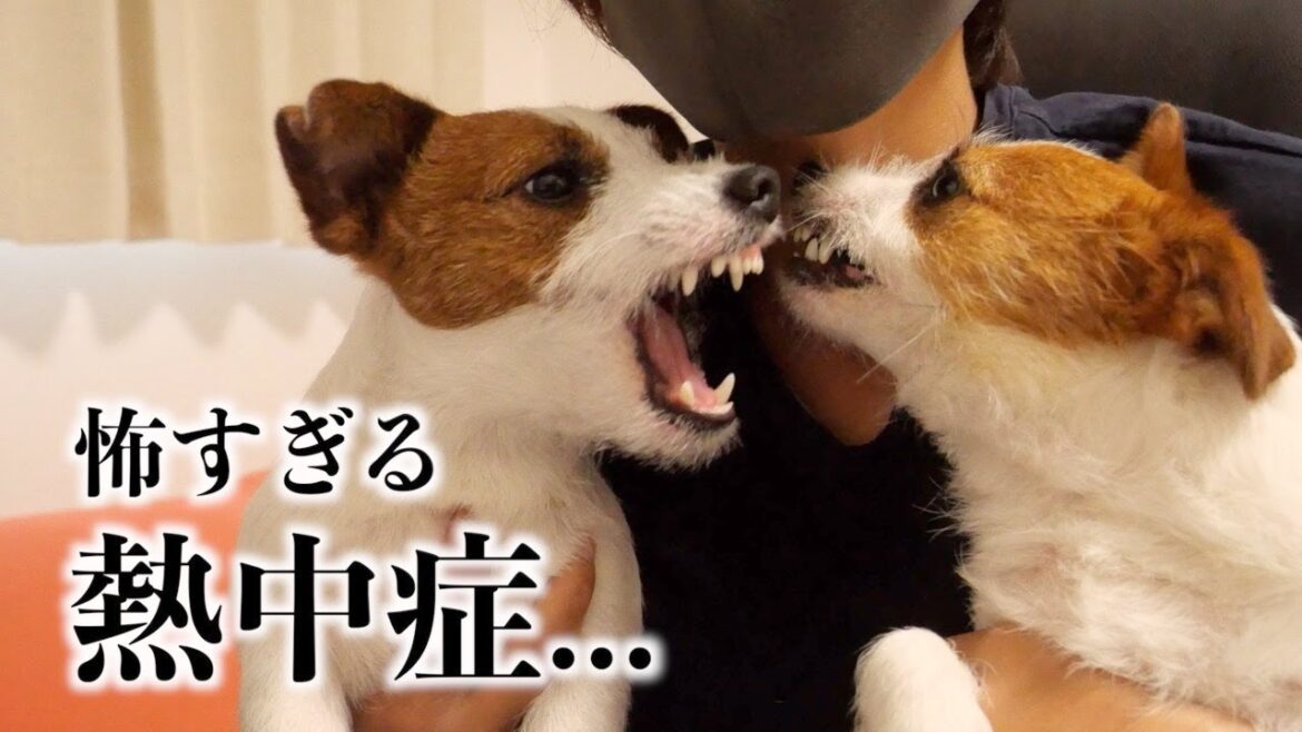 熱中症になりました.../ジャックラッセルテリア/多頭飼い