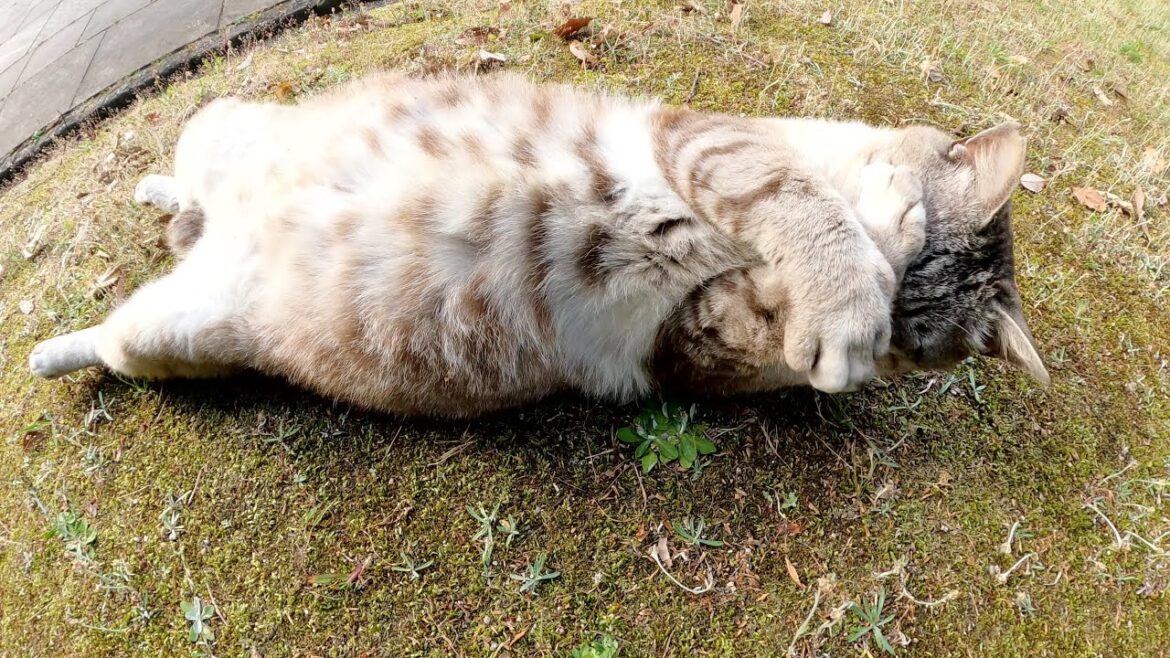 へそ天ポーズで爆睡していたシャム猫が「恥ずかしいニャン」と顔を隠す