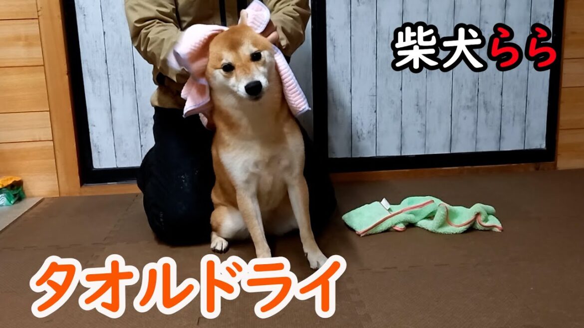 タオルドライ