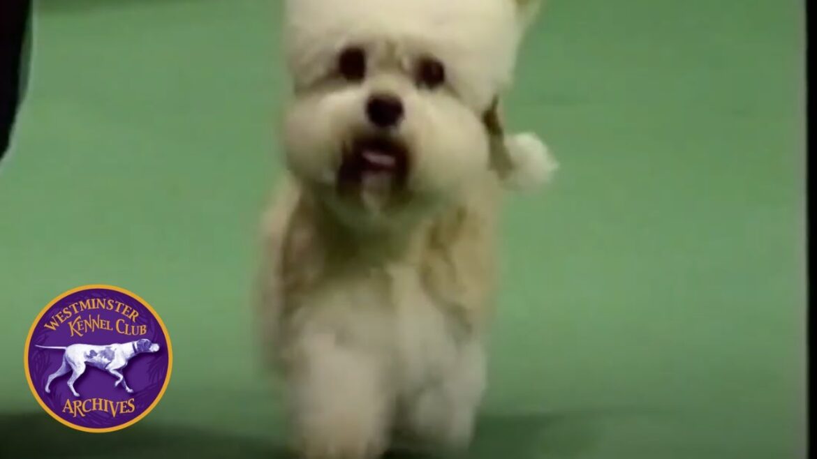 WKC Archives: Dandie Dinmont, Butler