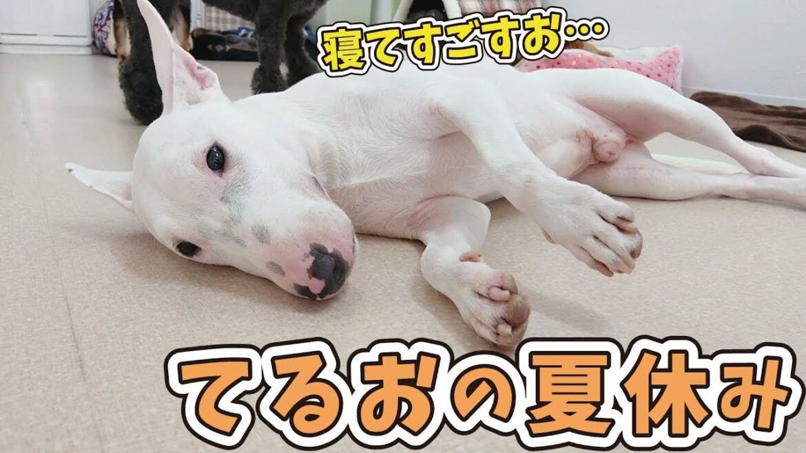 🍹ミニチュアブルテリア”てるお”の夏休み 🐶ひみつきちなう！②🐶 2019年8月13日