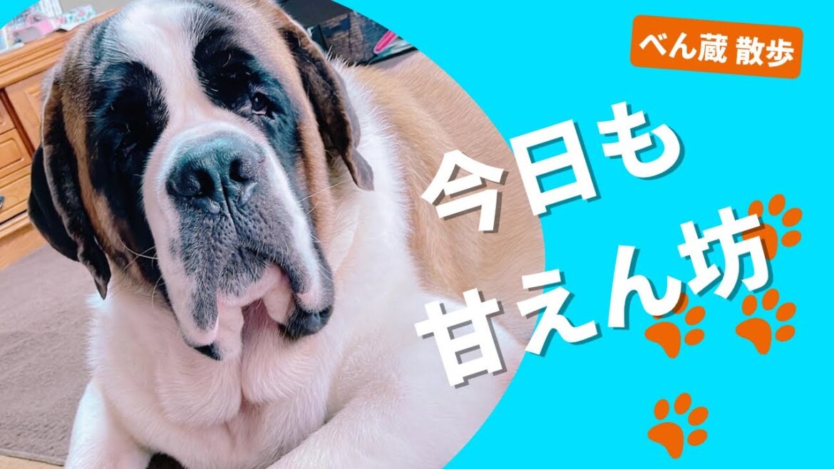 【大型犬 セントバーナード】今日も甘えん坊のべん蔵です🐶