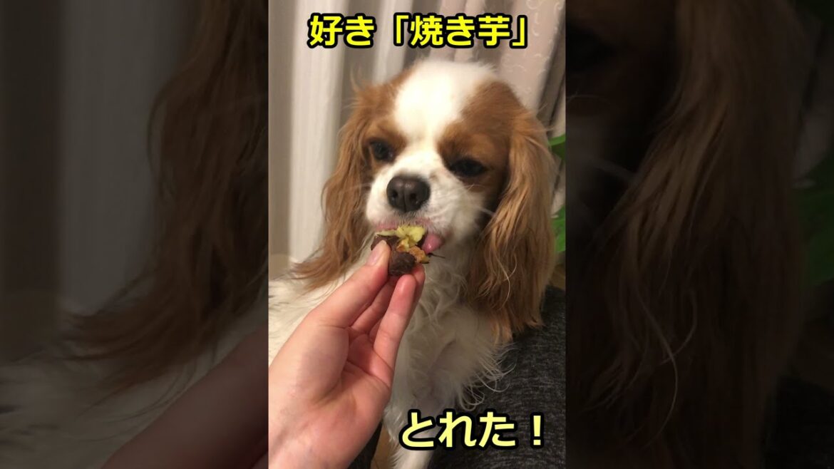 好きな食べ物と嫌いな食べ物の反応の違い【キャバリア犬】　#Shorts