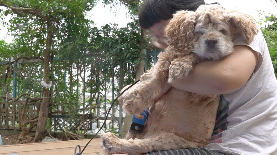 全く参考にならないシニア犬のトリミング講座【アメリカンコッカースパニエル】
