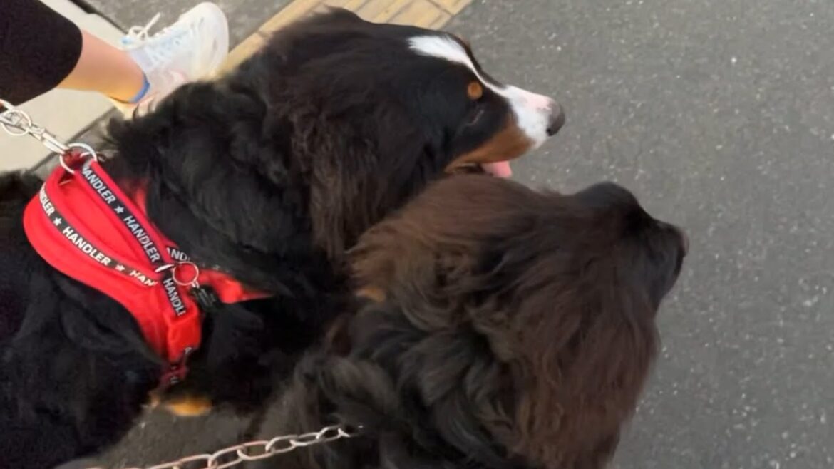 超大型犬のお散歩風景(ニューファンドランドのハニーちゃん・バーニーズマウンテンドッグのライリーくん) 超大型犬のお散歩風景(ニューファンドランドのハニーちゃん・バーニーズマウンテンドッグのライリーくん)