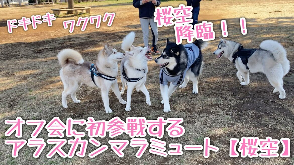 初体験！！オフ会に参加するアラスカンマラミュート【桜空】