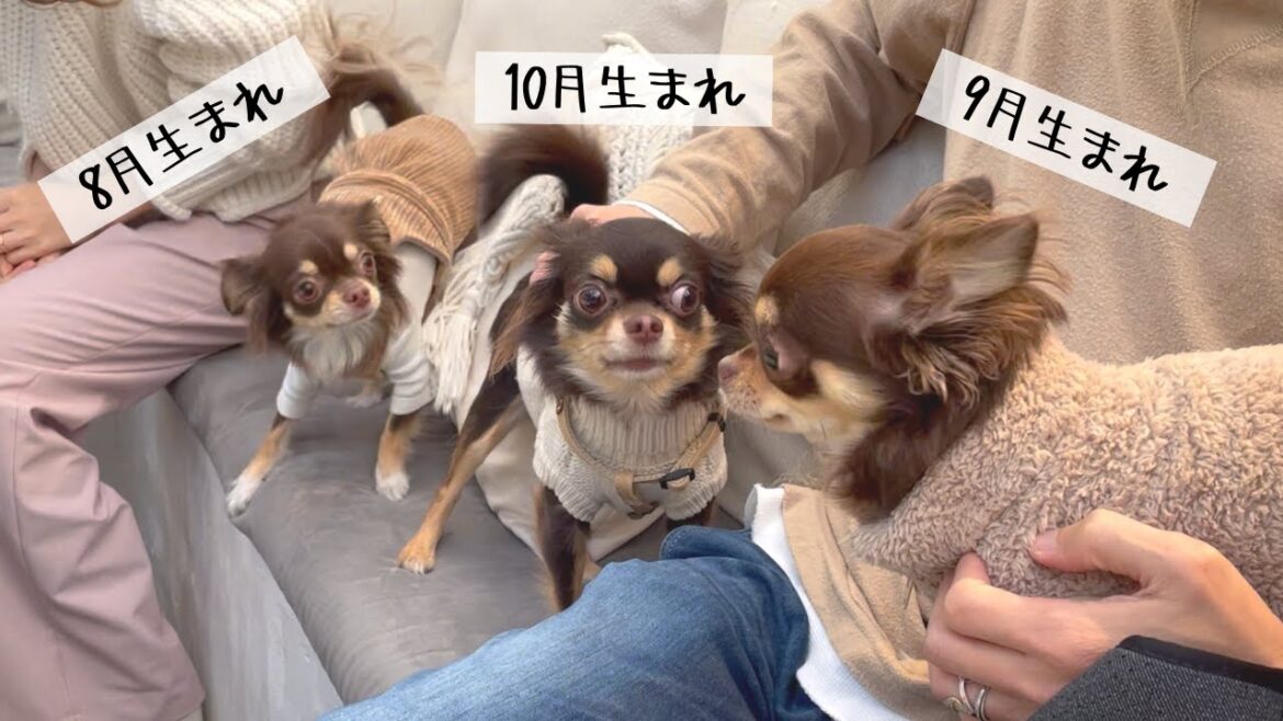 幼なじみのチョコタンチワワ3匹を会わせてみたら大変なことになったwww