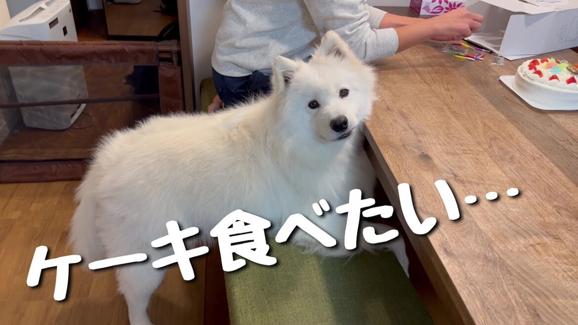 お兄ちゃんのバースデーケーキを虎視眈々と狙うも、ローストビーフで誤魔化されてしまうサニーです/サモエド samoyed