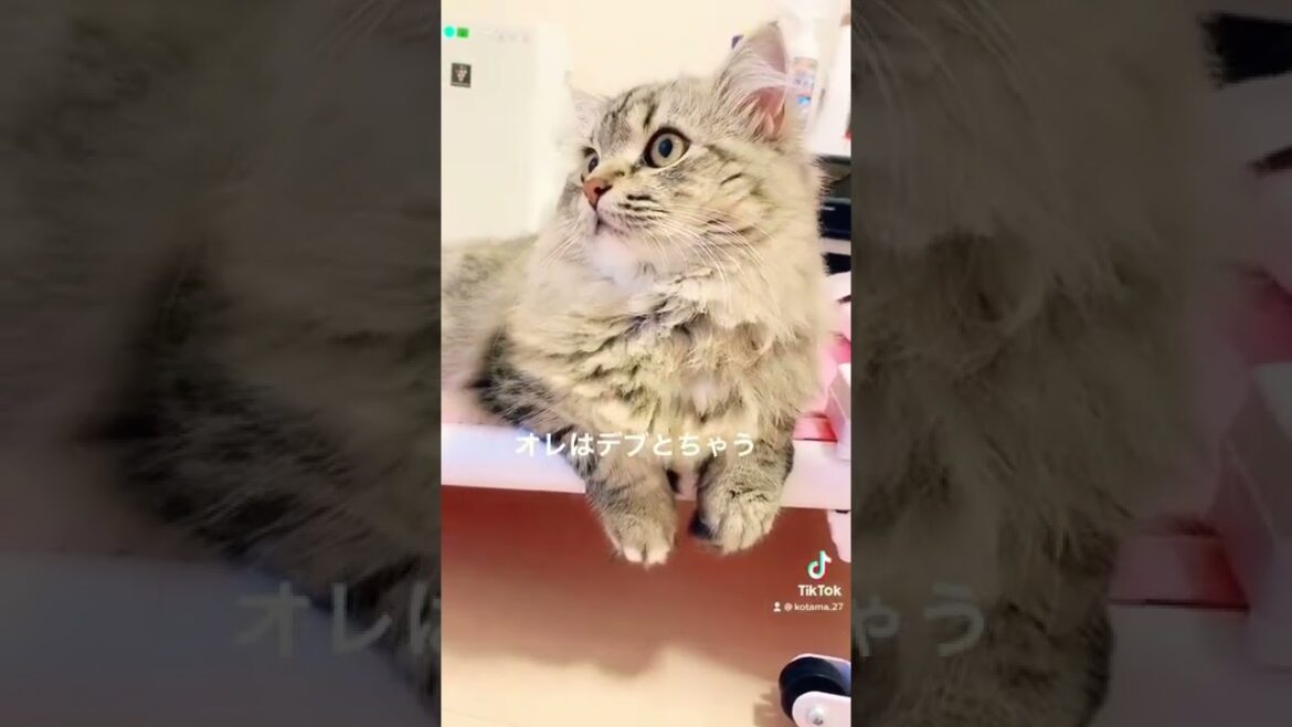 我が家のアイドル🐈ラガマフィン♂