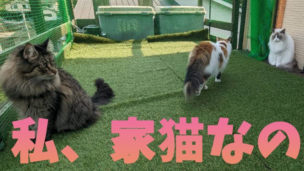 人工芝を敷いたら精一杯足を付けないように頑張るラグドールの反応がかわいかった。