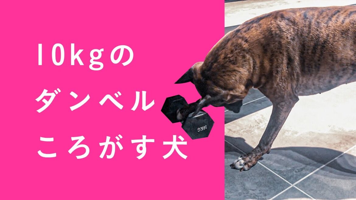 ダンベルころがす、ボクサー犬ぶる
