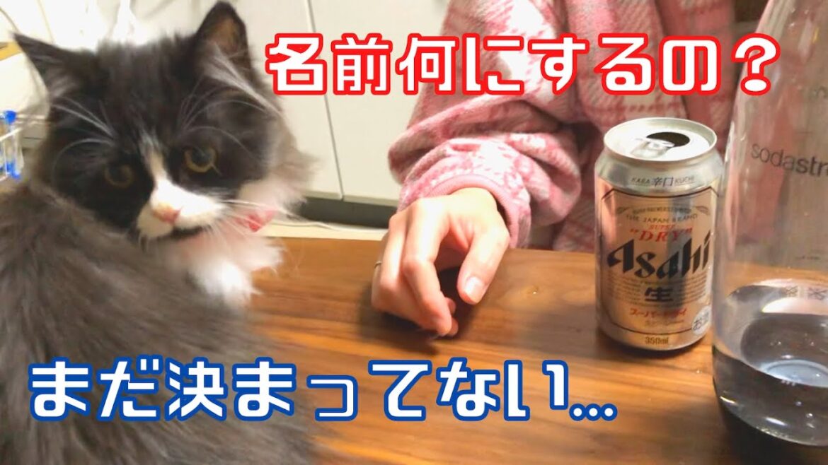 嫁に内緒で迎えた子猫と遊んでみた【サイベリアン、キャル】