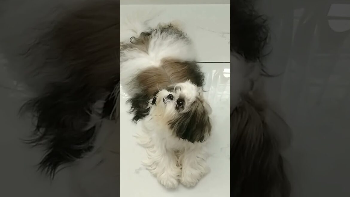 Shih Tzu 🐕‍🦺🐕‍🦺