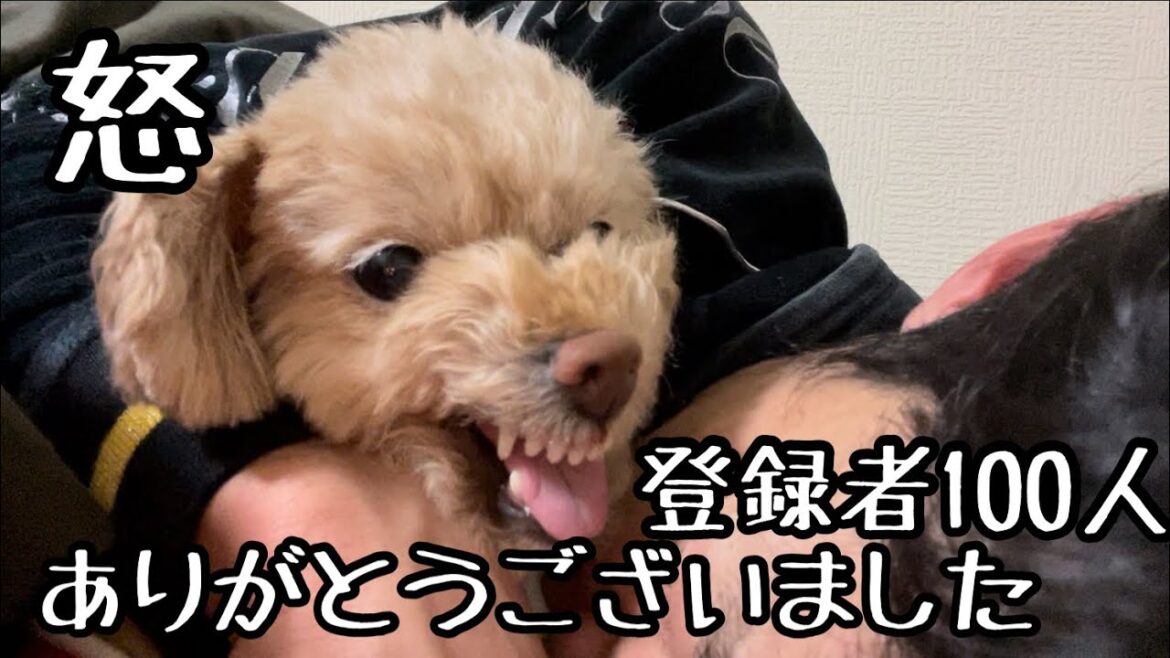登録者100人達成できて愛犬【トイプードル】とハグしたら怒られました