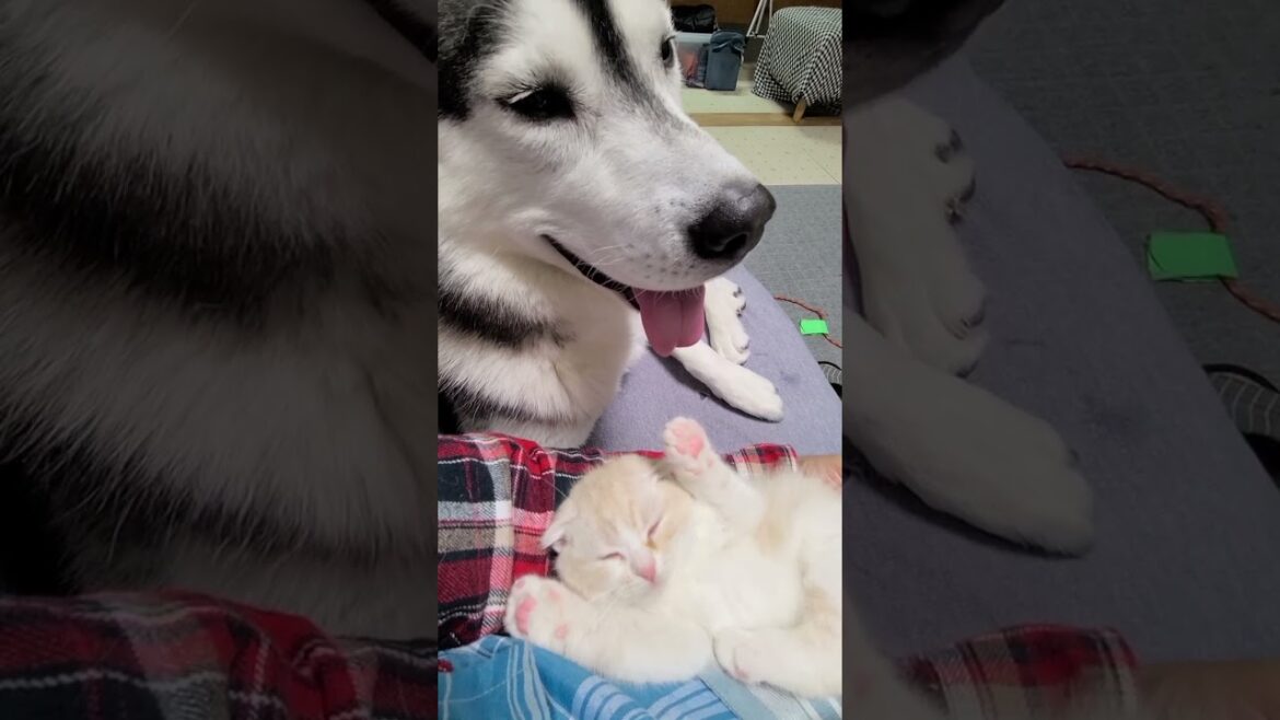 爆睡中の子猫をニヤニヤ見つめるハスキー犬がこちら...#shorts