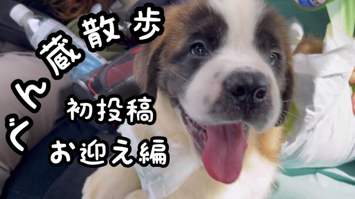 セントバーナードの子犬を迎えに行きました。