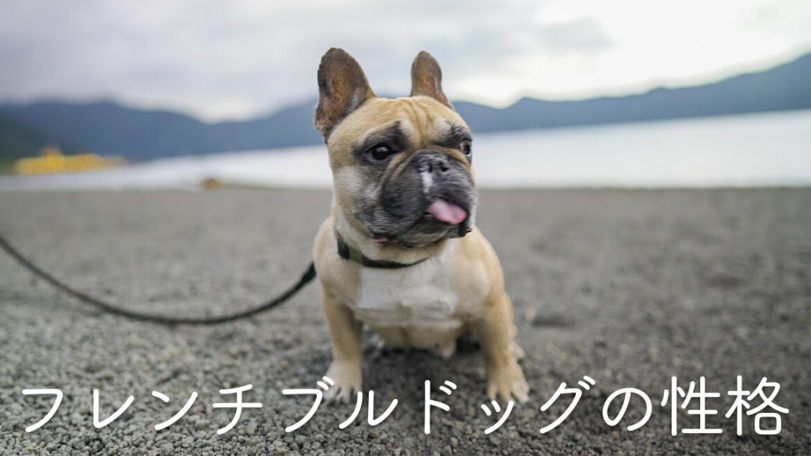【フレブルって凶暴なの？】フレンチブルドッグの性格を詳しく解説