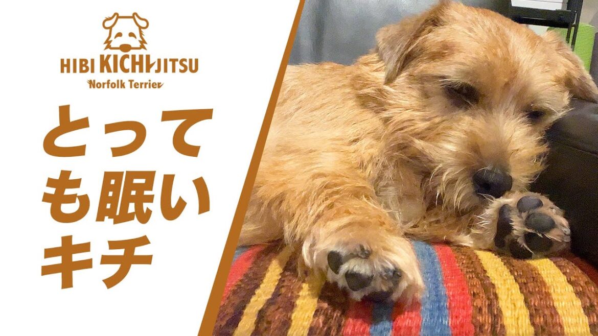 とっても眠い愛犬キチ【ノーフォークテリア  norfolkterrier   】
