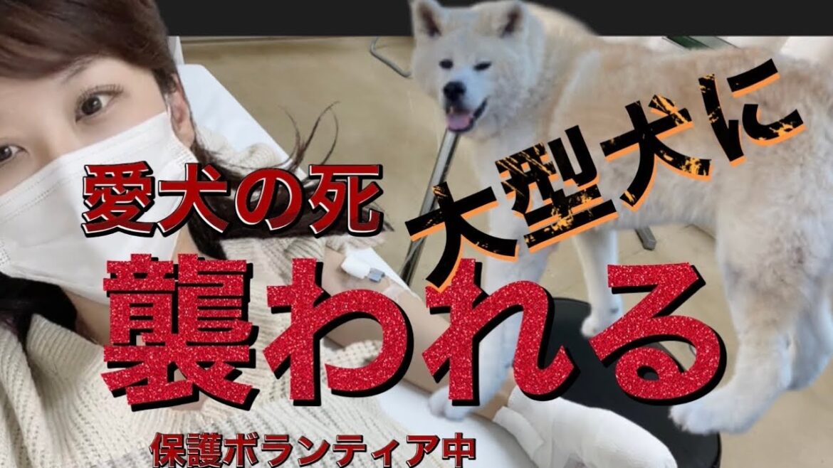 【預かり保護犬に襲われ重症トリマー】 愛犬を看取り傷心してたら… 【預かり保護犬に襲われ重症トリマー】 愛犬を看取り傷心してたら...