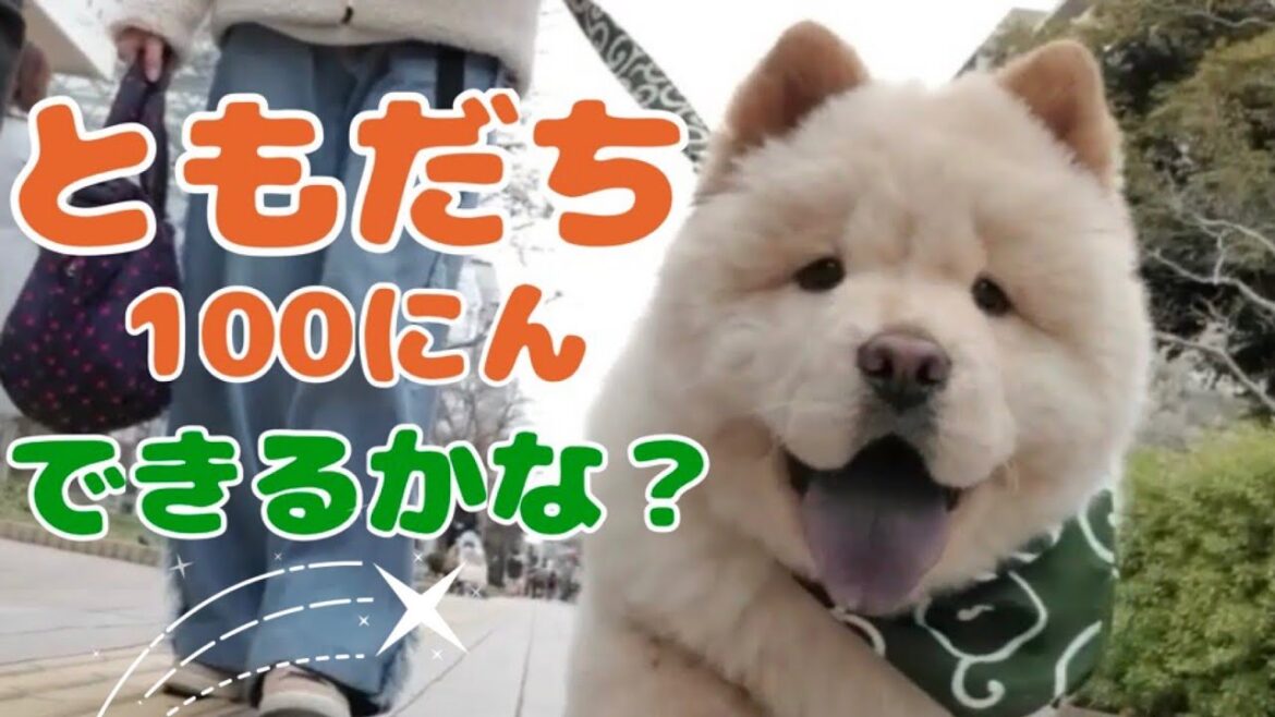 大きな公園デビューしたチャウチャウの子犬の1日