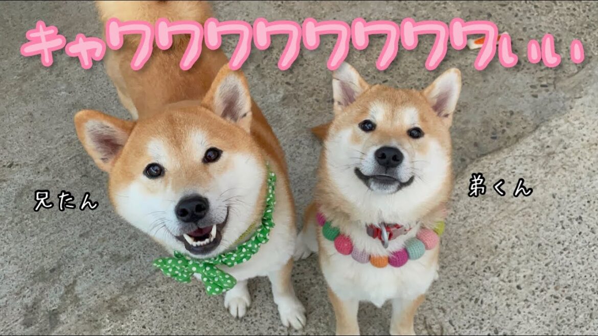 柴犬兄弟のおねだり顔が可愛すぎてたまりませんw