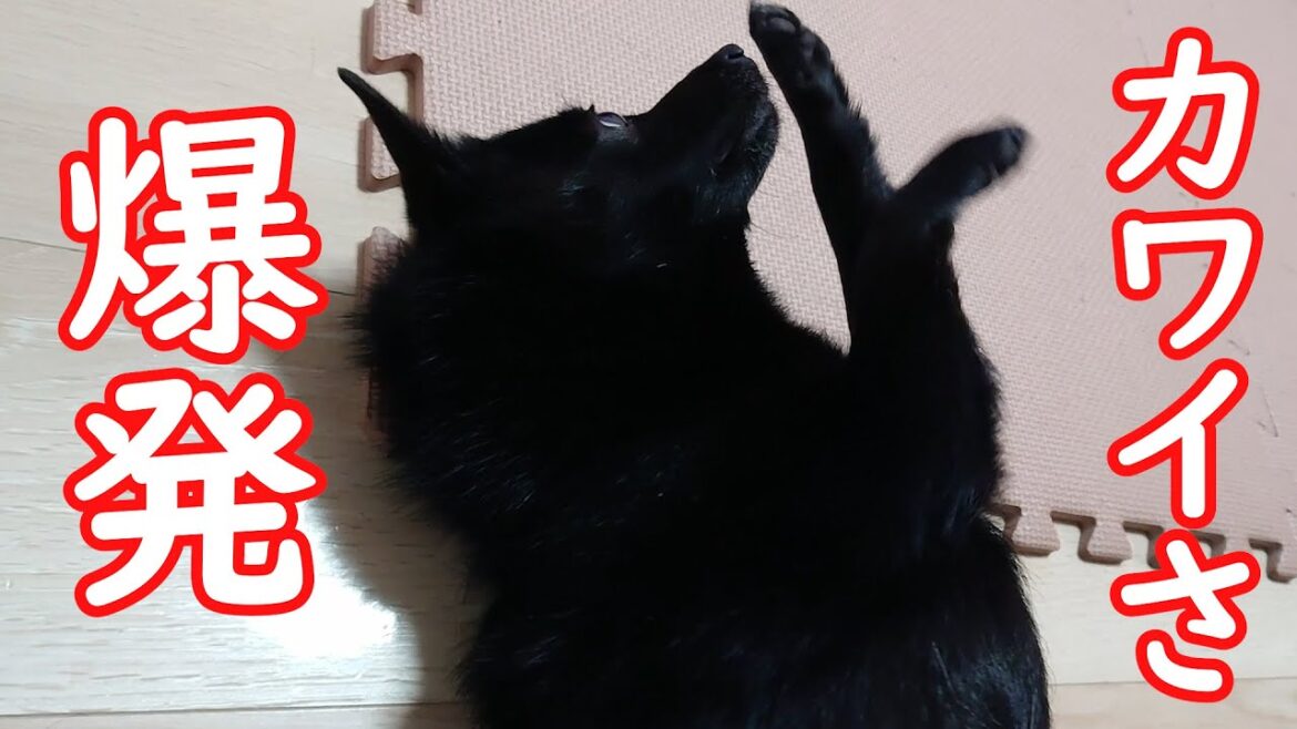 ただただ可愛いスキッパーキ