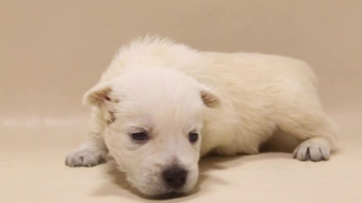 4/21日生まれ　群馬ブリーダー　ウェストハイランドホワイトテリア　オス