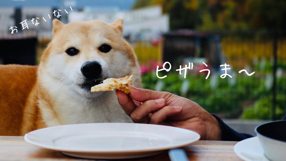 病院で大絶叫する柴犬と束の間のピザパーティー
