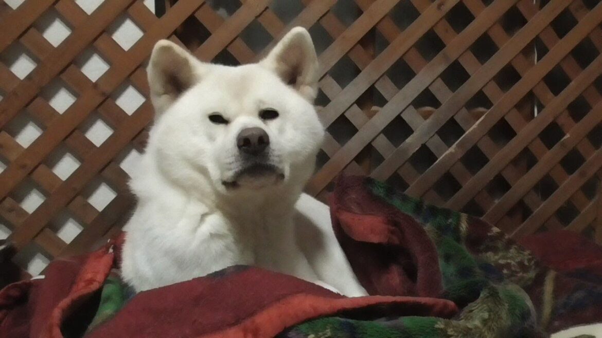 【秋田犬ゆうき】ふかふかで暖かいお婆さんの毛布♪が登場したので私は毎日ポカポカです【akita dog】