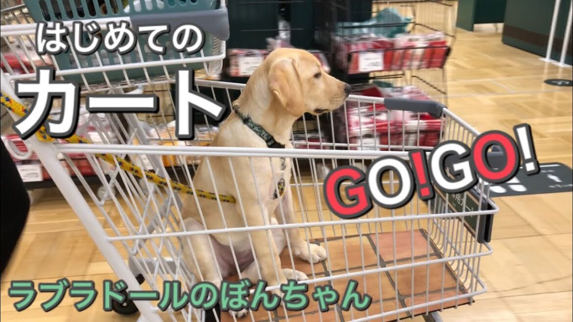 【ラブラドール#2】はじめての病院、お買い物、お留守番！〜すまし顔で乗るショッピングカート〜　ラブラドールレトリーバー　5ヶ月　パピー　labrador retriever  大型犬　癒し　ぼんちゃん