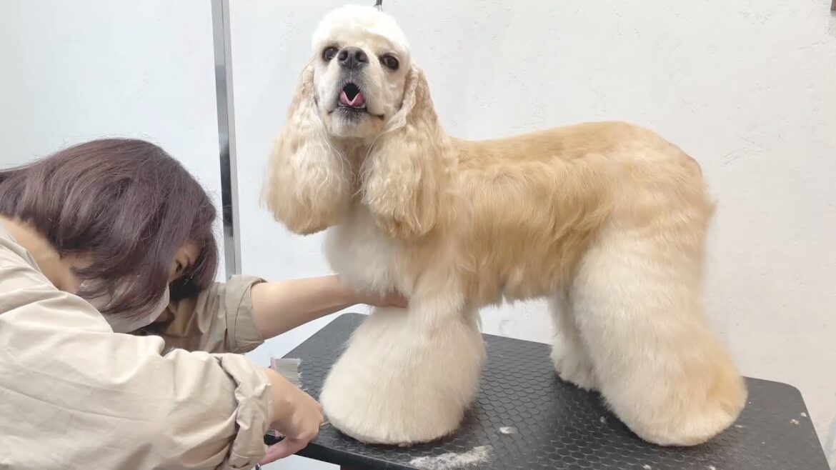 天真爛漫なコッカーちゃんのトリミング♪(うららちゃん)2022年6月4日(土) 天真爛漫なコッカーちゃんのトリミング♪(うららちゃん)2022年6月4日(土)