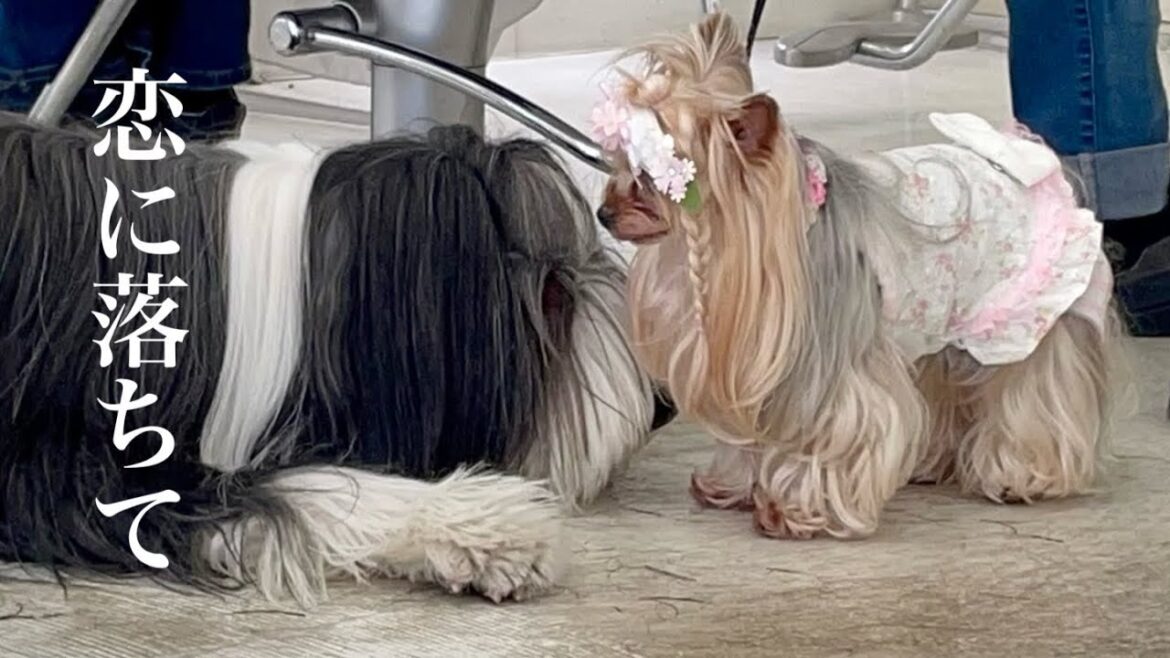 【大型犬と小型犬の恋】世界一優しい鬼ごっこin美容院【ヨークシャテリア】【マルチーズ】【ビアデッドコリー】 【大型犬と小型犬の恋】世界一優しい鬼ごっこin美容院【ヨークシャテリア】【マルチーズ】【ビアデッドコリー】