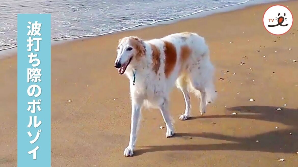 海辺の散歩がだいすき✨ ボルゾイ犬の大切な時間【PECO TV】
