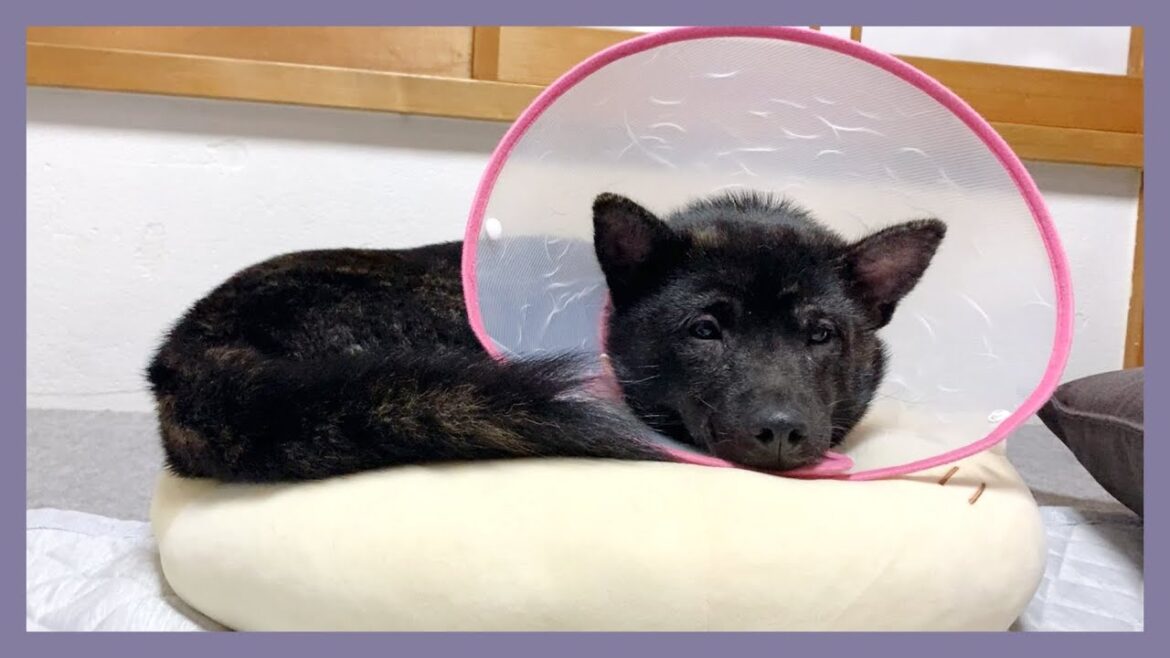 【甲斐犬】寝ぼけてる子犬に｢ごはん食べる？｣と聞いたら反応が可愛すぎました