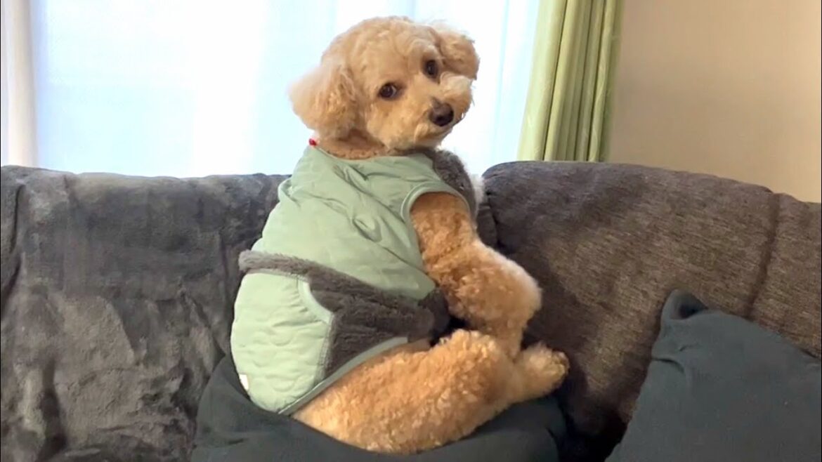 今日も背中が哀愁漂ってる大きいトイプードル【デカプー】【トイプードルのロアくん】【toy poodle】