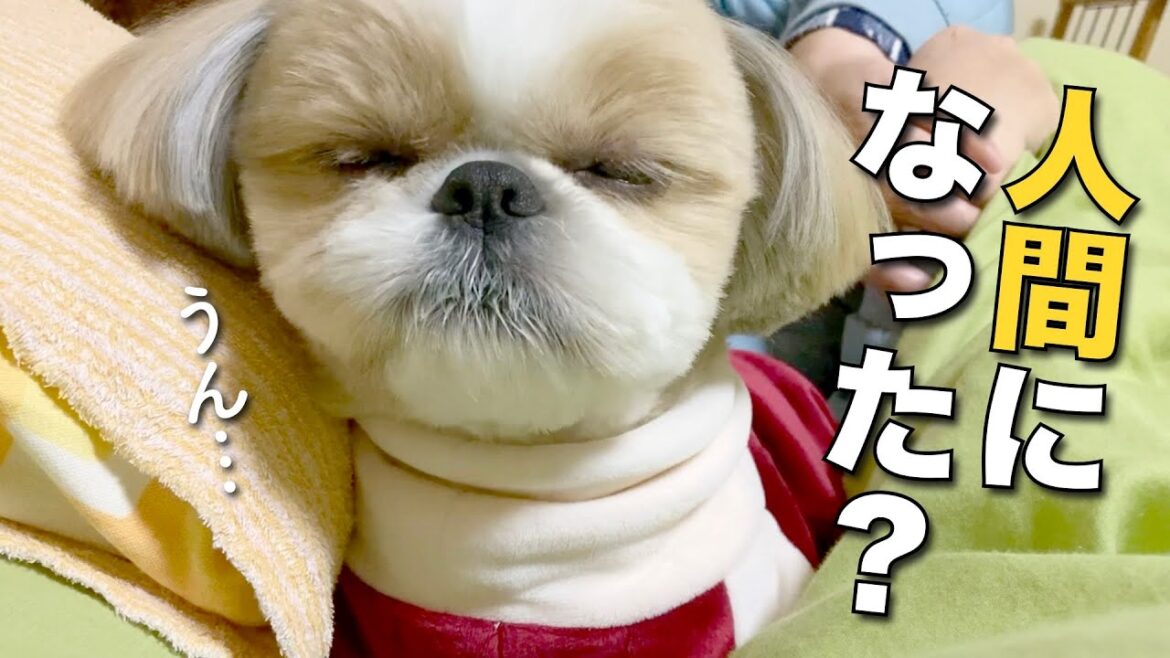 【シーズー】もしかして人間になった？w 〜親バカ飼い主の愛息子争奪戦のその後〜【209】