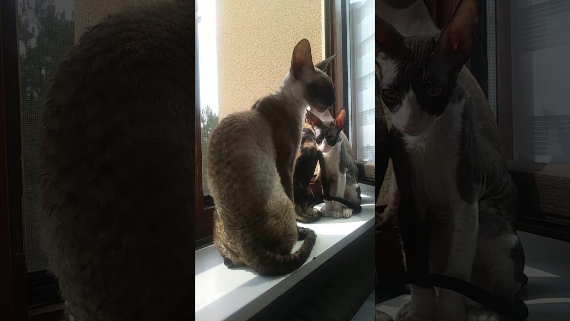 Cornish Rex Tulpan junior with Kittens !!!
