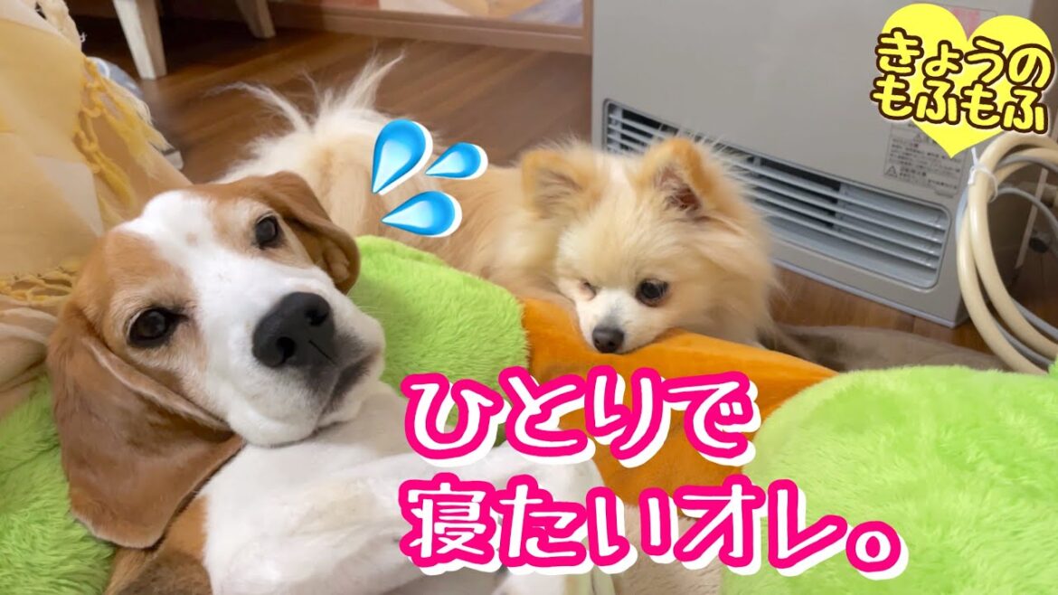 弟がそばにいるとソワソワしちゃう犬【ビーグルさつきとポメ梵天】