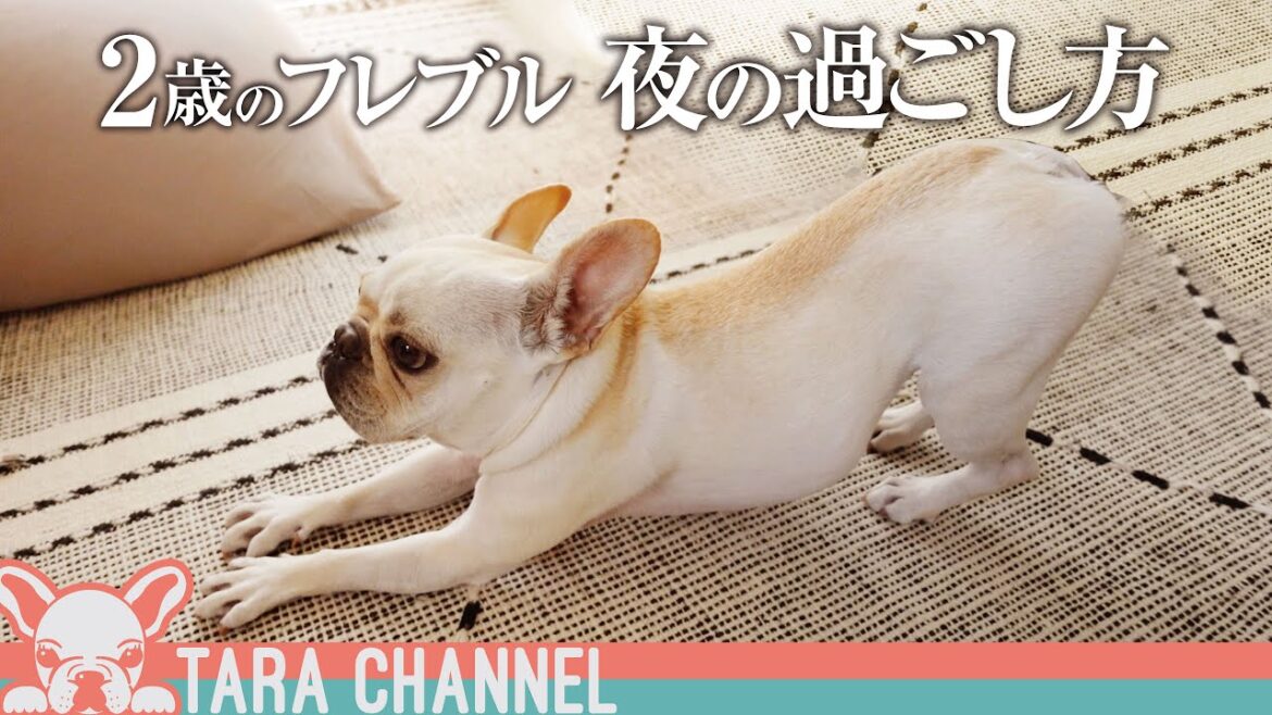 【フレブル密着】タラちゃんのナイトルーティン〜フレンチブルドッグと暮らす夫婦〜 French bulldog night routine