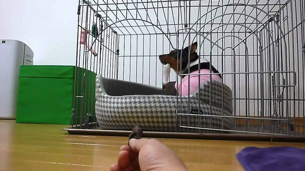 バセンジーのポッキーちゃん怖くてオヤツに近づけないの（ペットシッターアビー）