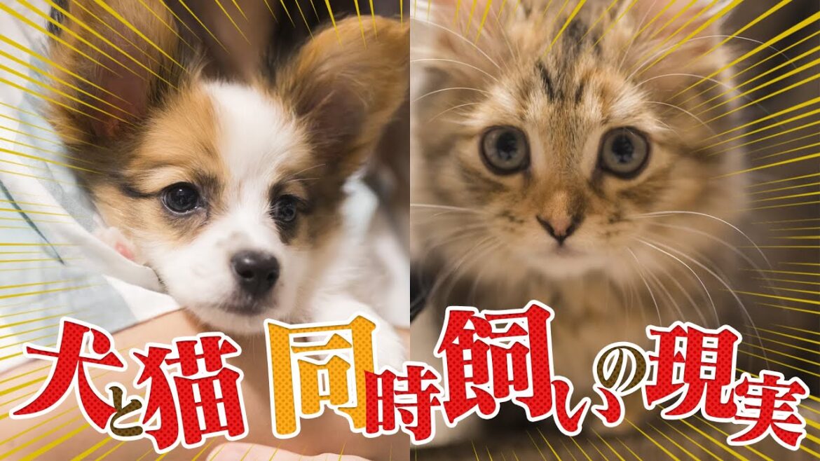 【仲良し犬猫？】パピヨンとミヌエットを一緒に飼うとこんな生活になります
