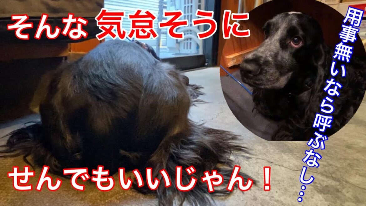 【日常】気だるそうに起き上がるイングリッシュコッカースパニエル【ちよ君】癒し