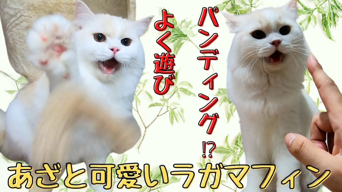 あざと可愛いラガマフィン激しく遊んでパンディング⁉（保護猫カフェ猫の木）十三駅　cute ragamuffin bunting