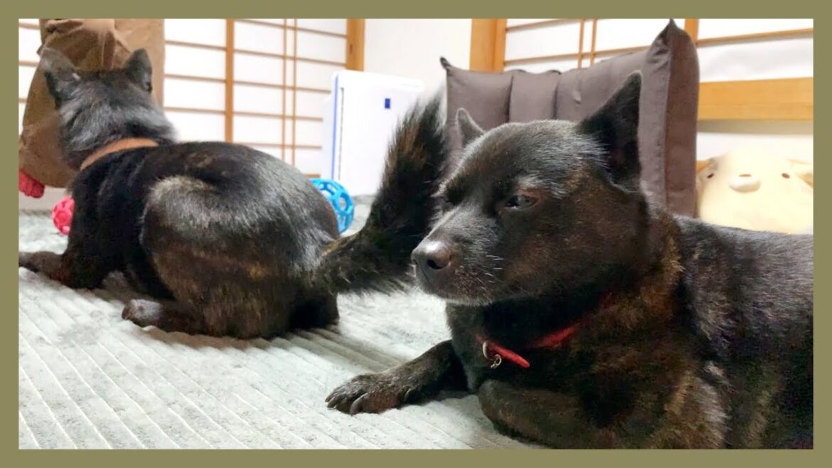 【菩薩】子犬がめっちゃ騒いでる隣でウトウト寝ちゃう甲斐犬が穏やかすぎて凄…！