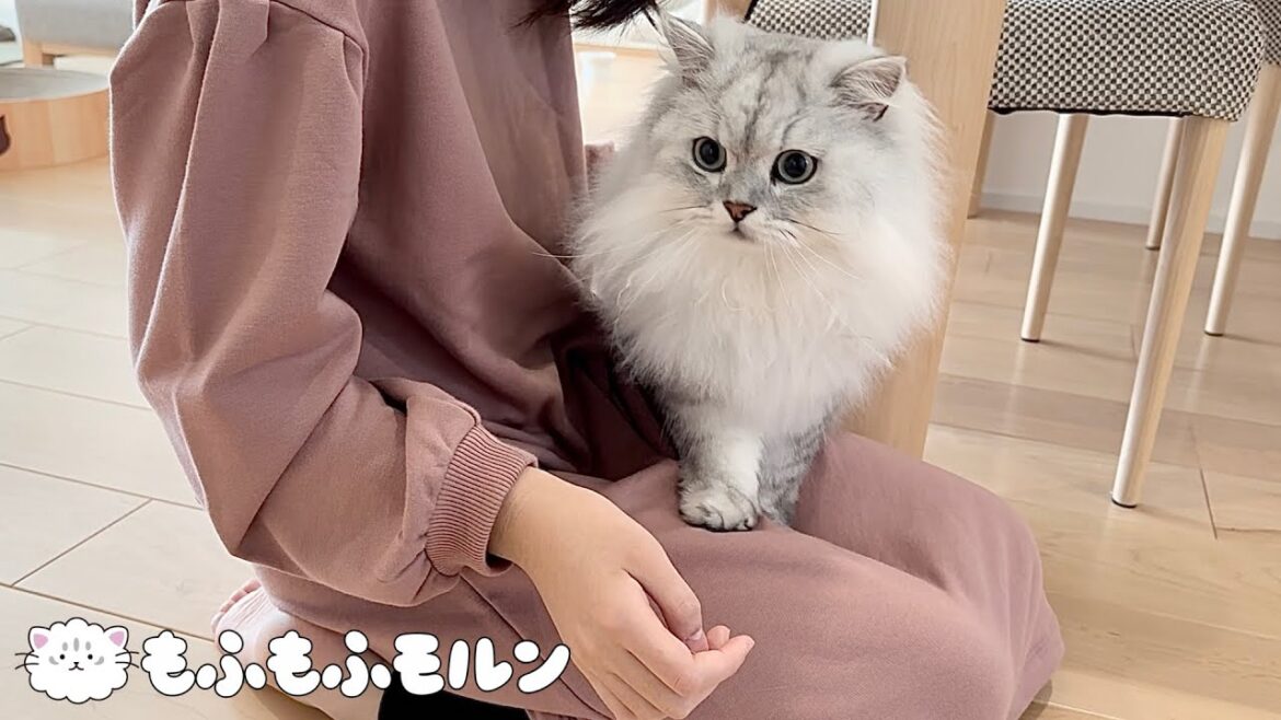 猫がお姉ちゃんの変化に気づきました 【サイベリアン】