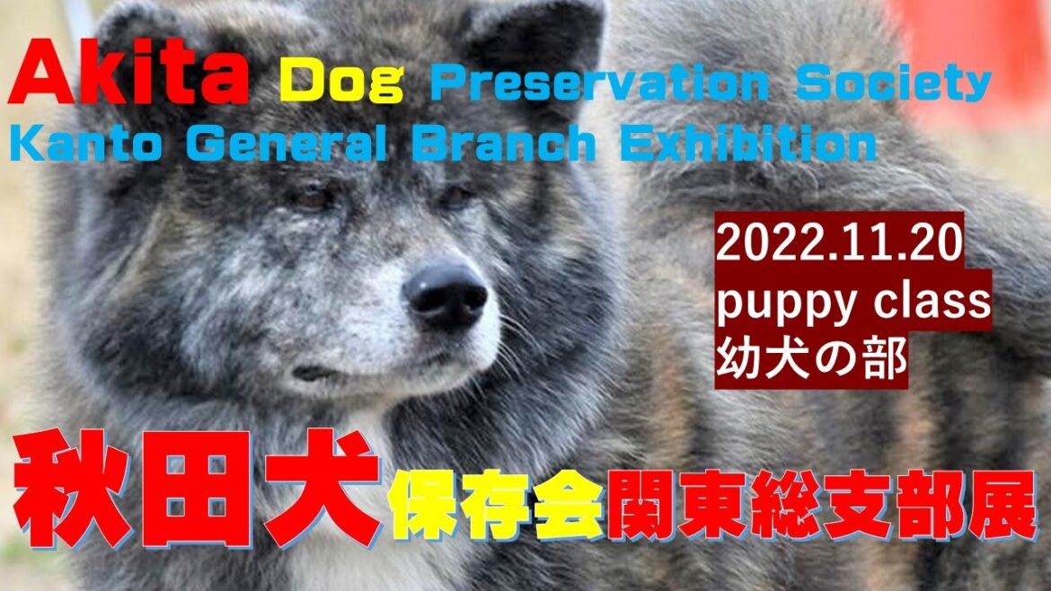 秋田犬保存会関東総支部展（Akita Dog Preservation SocietyKanto General Branch Exhibition）【Samurai dog TV】