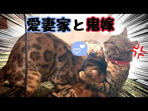 喧嘩ばかりする猫夫婦のとある1日 喧嘩ばかりする猫夫婦のとある1日