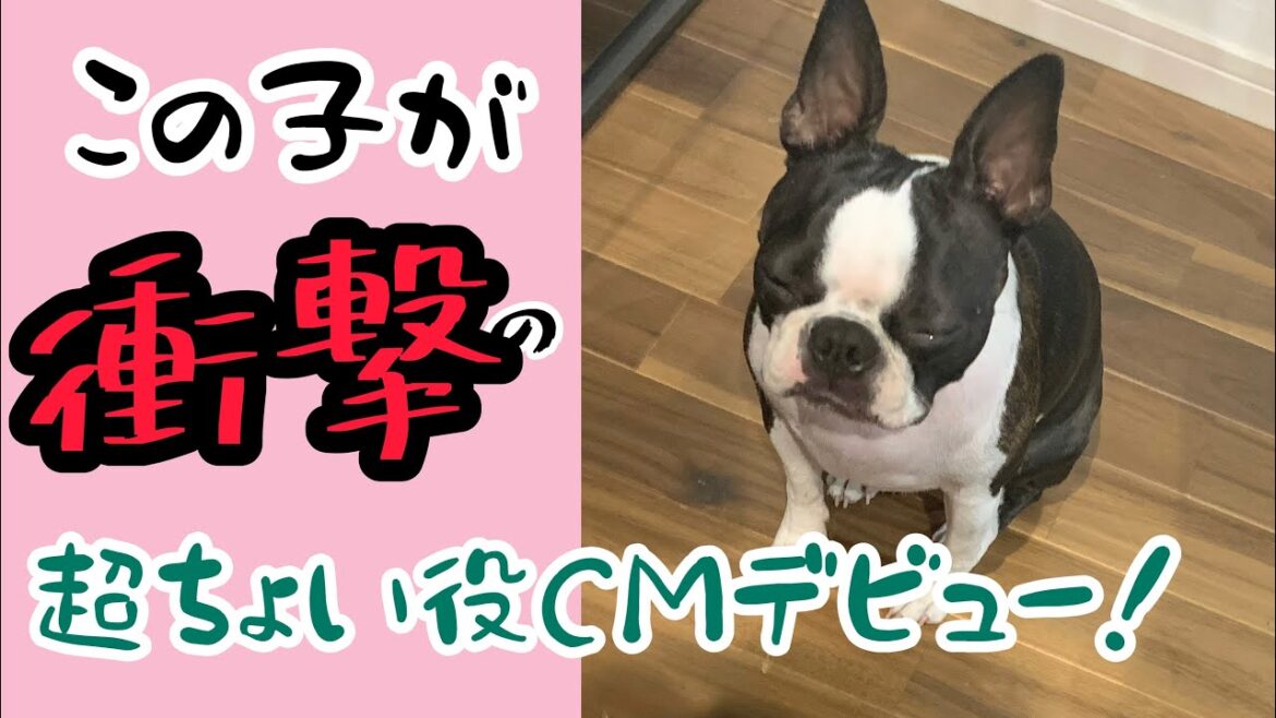 衝撃の超ちょい役CMデビュー! ボストンテリアのグリちゃんねる。 衝撃の超ちょい役CMデビュー! ボストンテリアのグリちゃんねる。